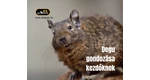 Degu gondozása kezdőknek – Amit minden leendő gazdinak tudnia kell